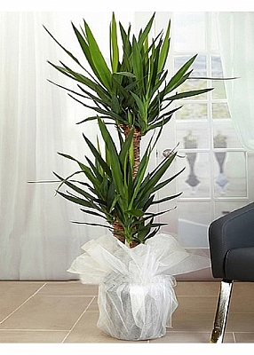 Yucca Tropik Canl Saks Bitkisi