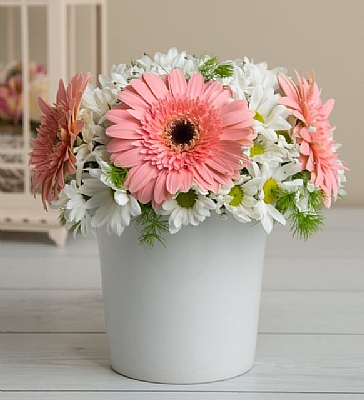 Pembe Gerbera ve Papatyalar