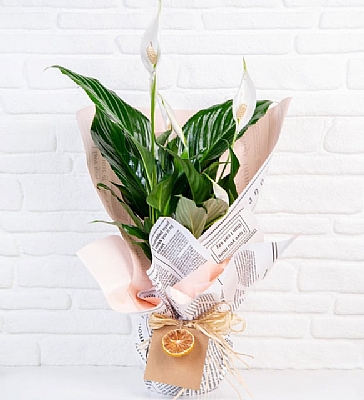 Tasarm Taze iek-Your Footprint on the Moon