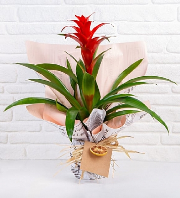 Tasarm Taze iek-Guzmania Funicular